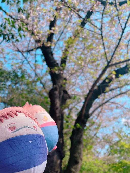 きょやさんと花…ピクニックしてきた!! 念願…