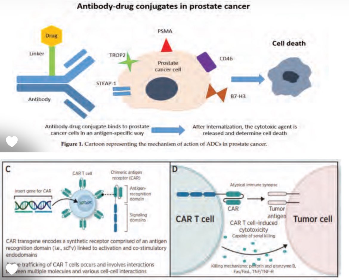 SScagliarini_'s tweet photo. When a conference presentation is an opportunity and a challenge...
Targets on aPC cell surface... 🦠
What a fantastic world!!!
Thanks to @therealmarcodoc !
It ain't over, till It's over…⚾️
#OncoDaily #urofocus #Oncology https://t.co/HJHKiG3Kfy