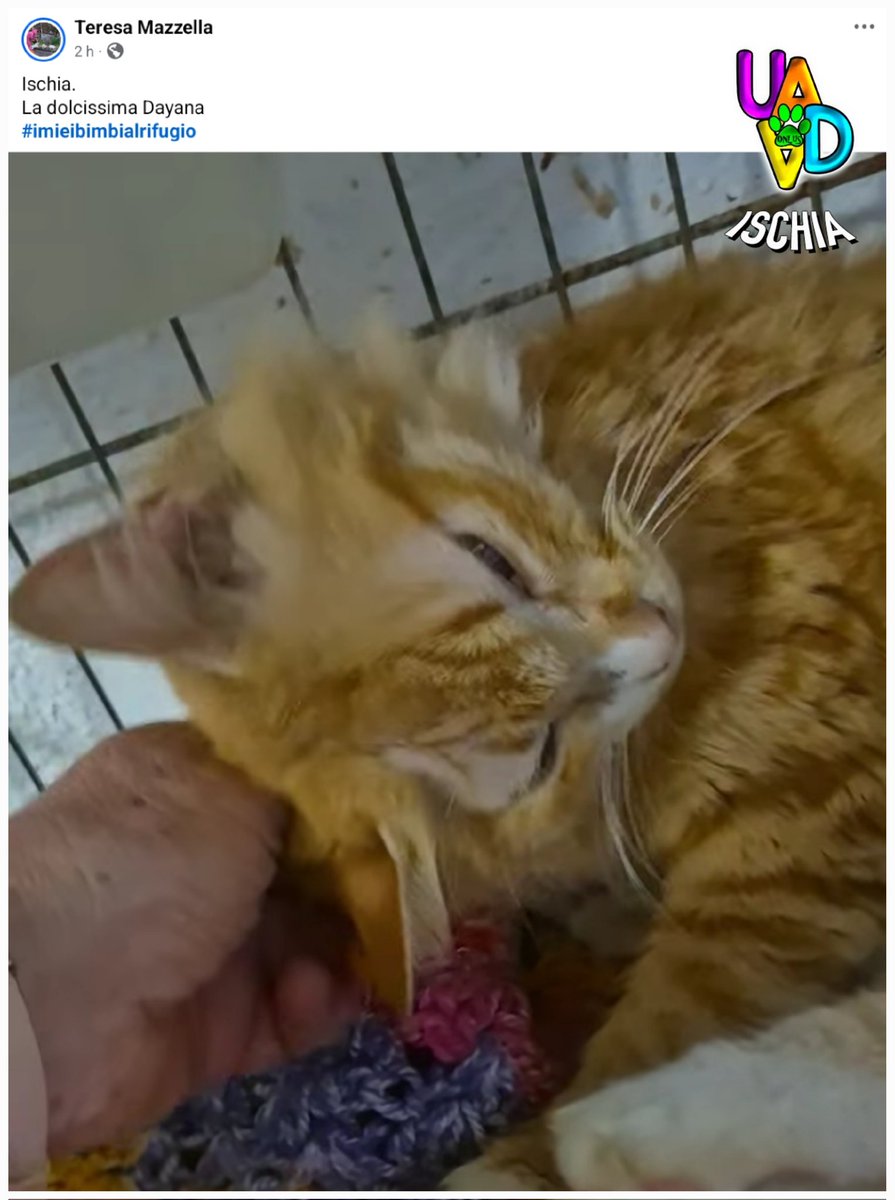 unonlus's tweet photo. #Dayana sempre più bella e dolce ❤️❤️❤️❤️🙏🏻🙏🏻🙏🏻🙏🏻
#aiutaunrandagio
#uadaischia
Per aiutarla
🆘️🆘️🆘️🙏🏻🙏🏻🙏🏻🙏🏻
ifc.teresa@gmail.com
Teresa Mazzella
Via Solitaria, 6
80077 Ischia (Na)
3338064470 https://t.co/d0v6xtHNLZ