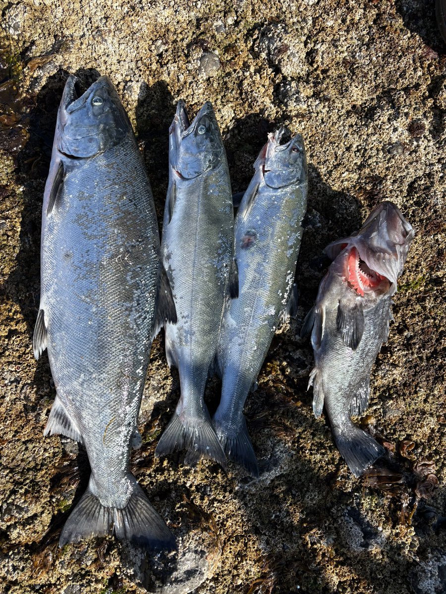 fisher77161772's tweet photo. 去年よりサイズが小さく数も出てない渋い状況でしたがなんとか3本釣れました
最大55cm 2.14kg 今年にしてはいい方かな?
ルアケミは最強ですね
#LuresChemist https://t.co/XpygEqvlwZ