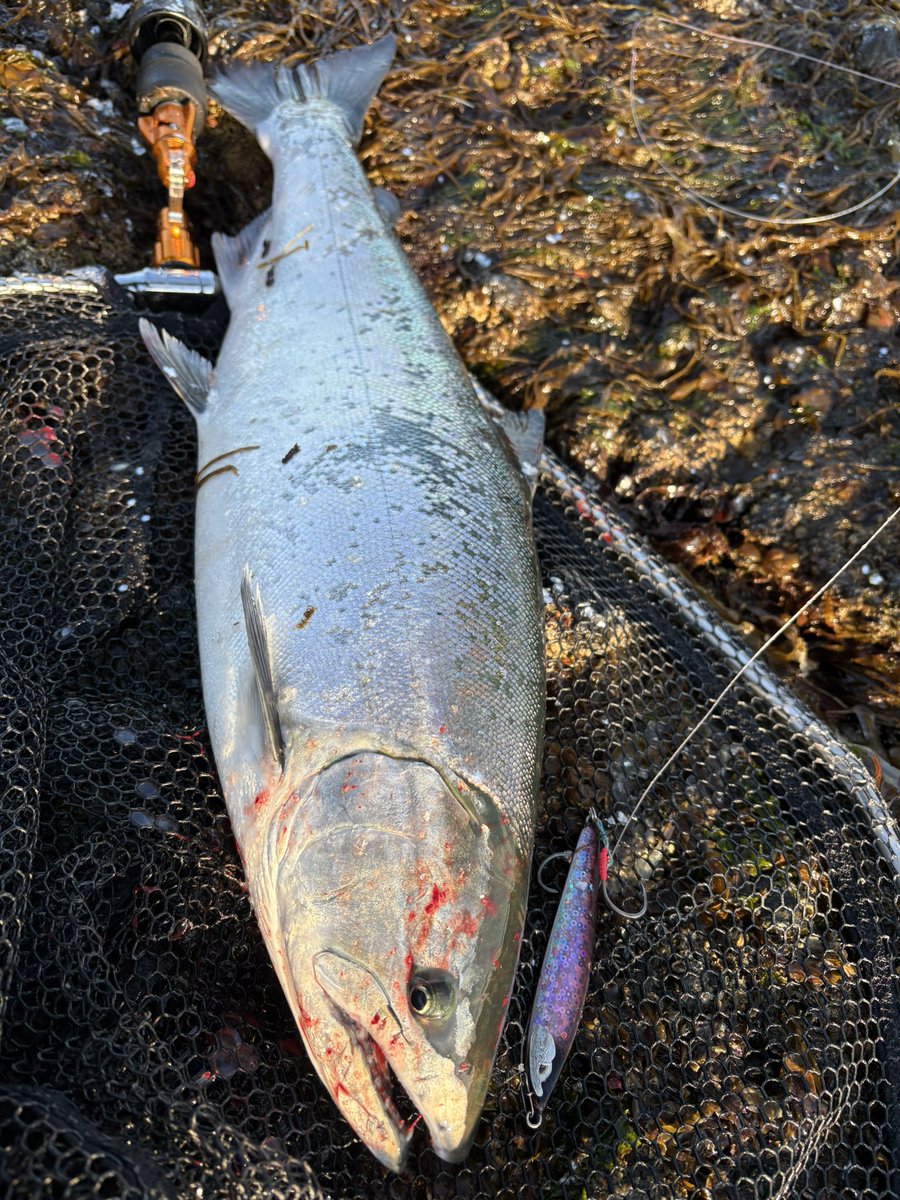 fisher77161772's tweet photo. 去年よりサイズが小さく数も出てない渋い状況でしたがなんとか3本釣れました
最大55cm 2.14kg 今年にしてはいい方かな?
ルアケミは最強ですね
#LuresChemist https://t.co/XpygEqvlwZ