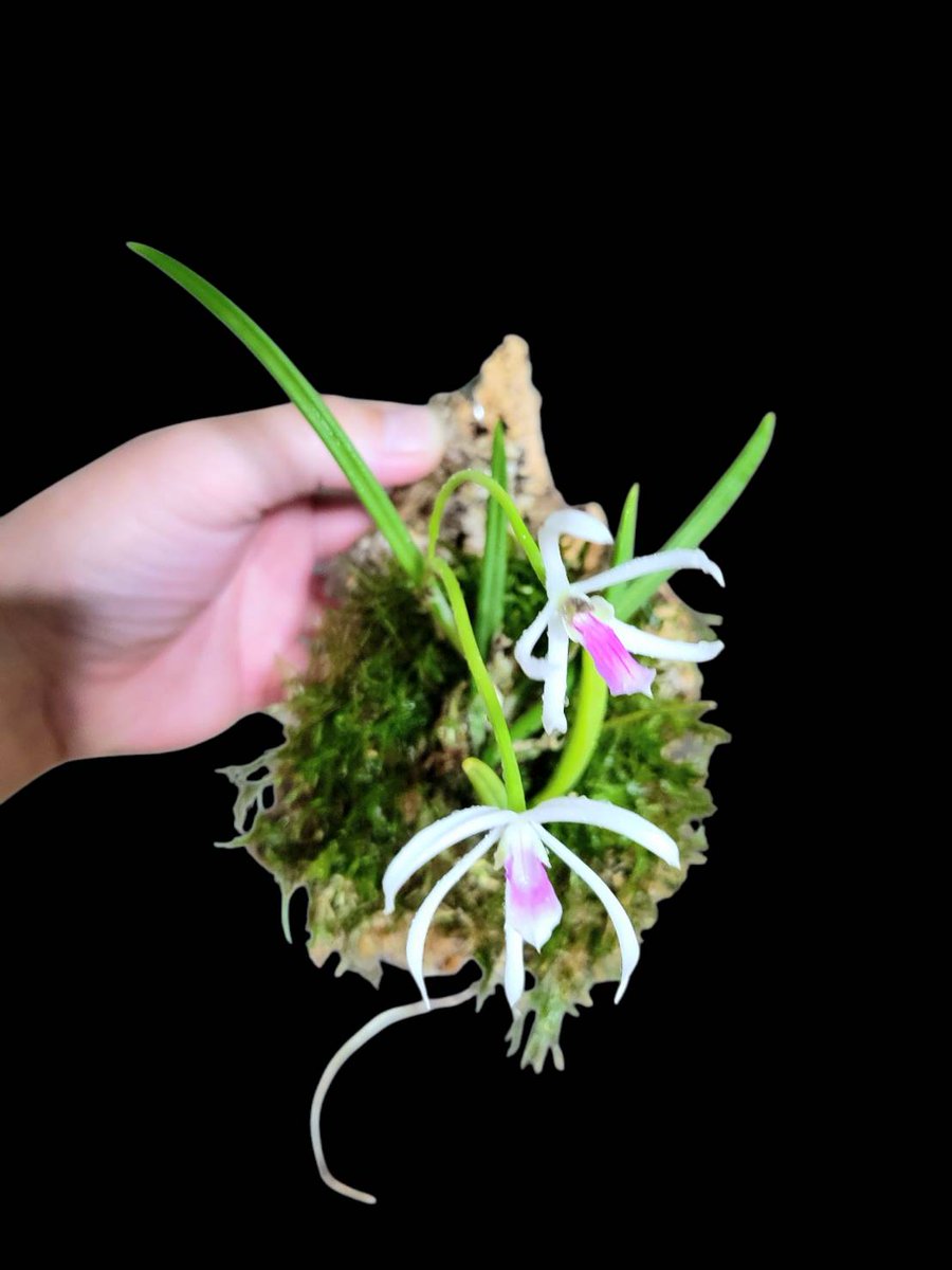 drybizarre's tweet photo. Leptotes bicolor
繊細な葉と花を咲かせるレプトテス🙂
#Leptotes
#洋蘭
#着生ラン https://t.co/DYrCuPpC19