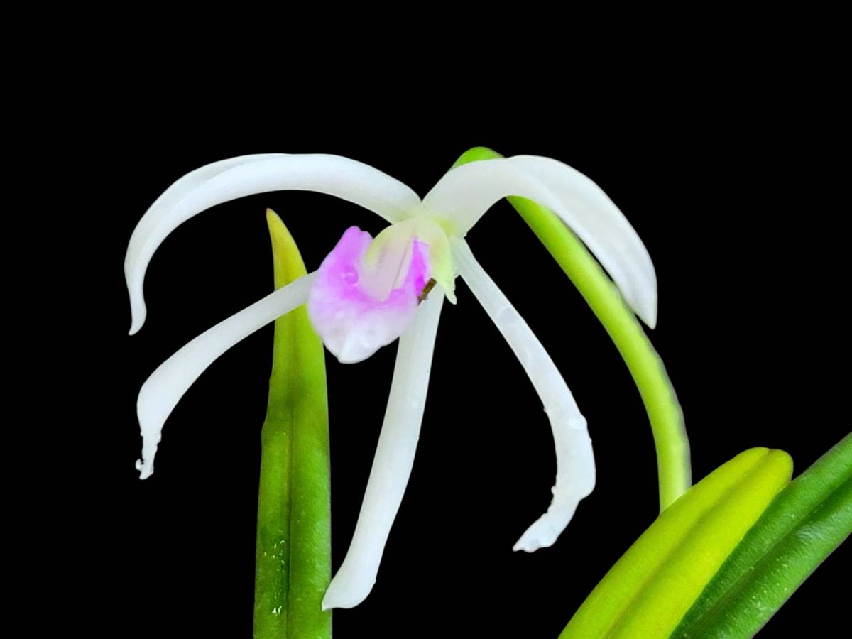 drybizarre's tweet photo. Leptotes bicolor
繊細な葉と花を咲かせるレプトテス🙂
#Leptotes
#洋蘭
#着生ラン https://t.co/DYrCuPpC19