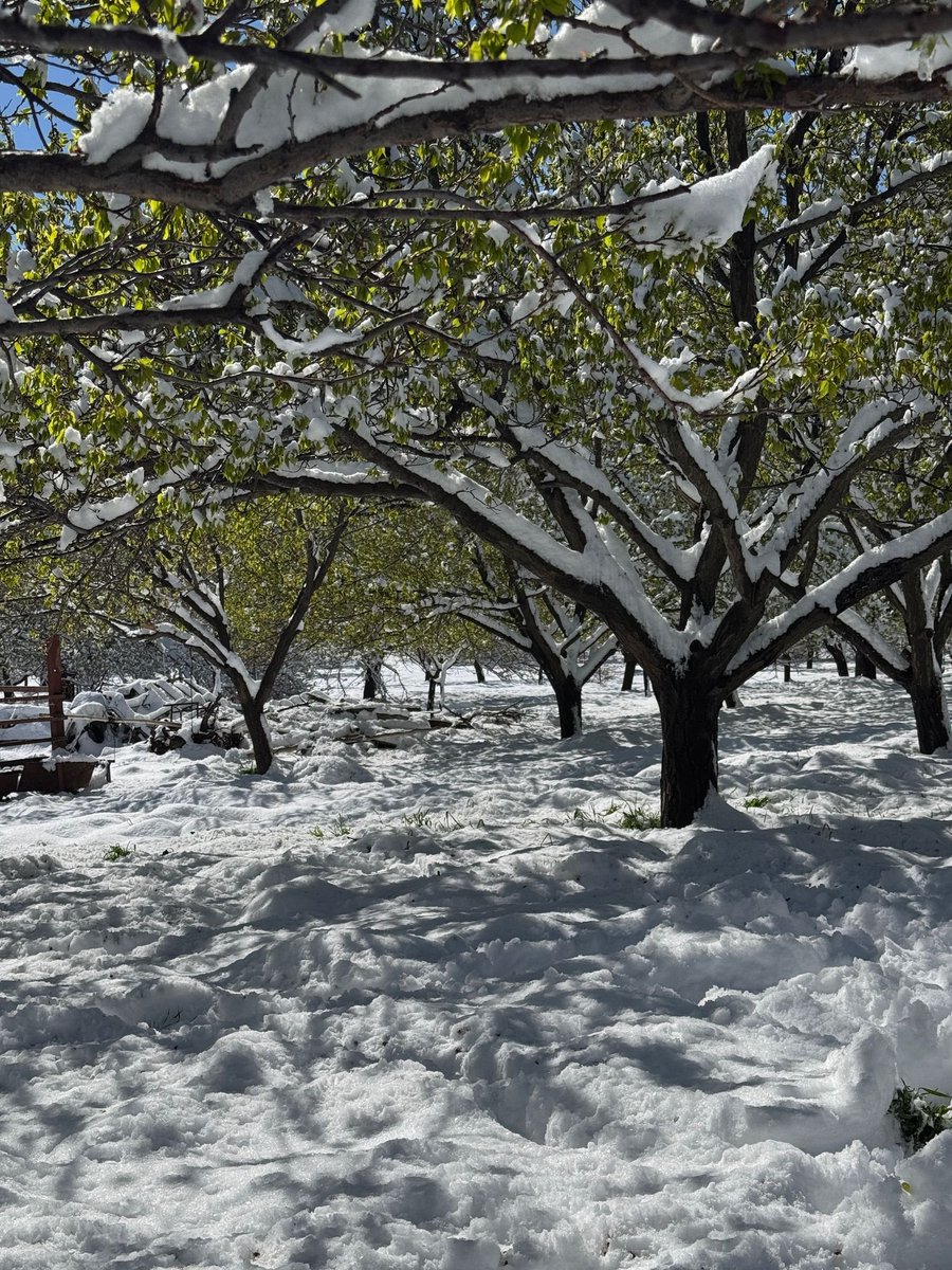 GEÇMİŞ OLSUN MALATYA’m!
#Malatya’mız afet bölgesi ilan edilmelidir!

Kayısı başta olmak üzere tarım alanlarımız ağır zarar gördü.
Ağaçlarımız dondu, ürünlerimiz yandı, üreticimiz çaresiz kaldı.

Bu felaket Ankara’ya taşınmalı, destek gecikmeden gelmeli.

Biz devletimize
