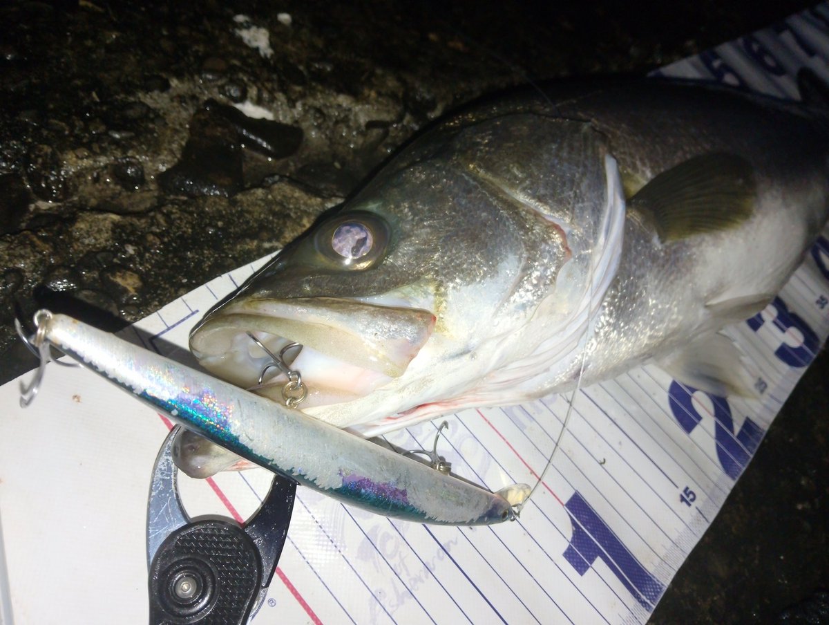 mochriverwading's tweet photo. 真夜中から波かぶってビショビショになりながら。
夜明け前に時合来たけど一瞬だけでした。
今日はシマノの永遠の名作とダイワの過去の名作で🤗
#徳島シーバス
#サイレントアサシン129s
#SL17 https://t.co/Z6G31TxjcG