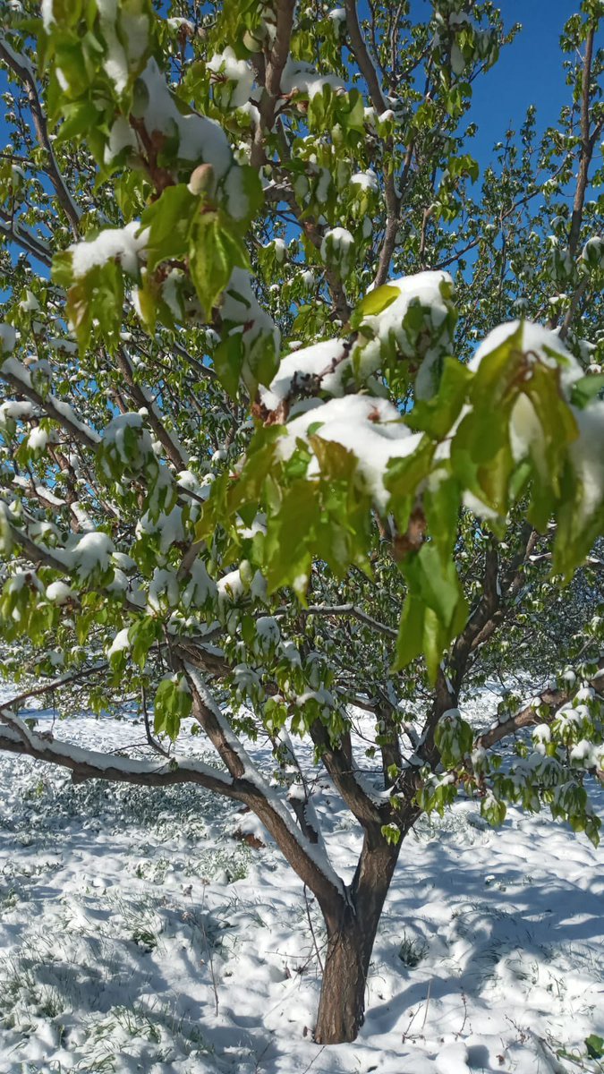 Malatya’da gece yağan kar, ardında yaşanan (-8) don sonucu büyük bir afet meydana geldi. Kayısı, erik ceviz hepsinin meyvesi soğuktan dondu. Yemek için bile yaş kayısı bulamayacağız.😢

#Malatya