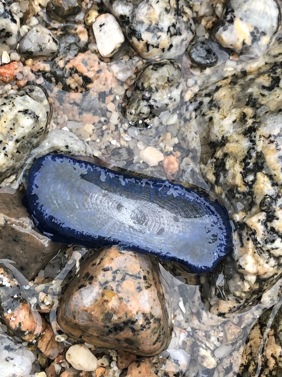 joanbusq's tweet photo. Avui a S’Agaró fotografiant les anomenades barquetes de Sant Pere (Velella velella). D'uns 7 cm de diàmetre floten lliurement menades pel vent i els corrents. L’any 2018 hi va haver una invasió massiva a les platges de Catalunya,  fet que aquest any s’ha repetit. https://t.co/dGlnTE2wTl
