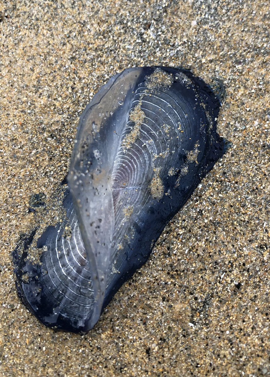 joanbusq's tweet photo. Avui a S’Agaró fotografiant les anomenades barquetes de Sant Pere (Velella velella). D'uns 7 cm de diàmetre floten lliurement menades pel vent i els corrents. L’any 2018 hi va haver una invasió massiva a les platges de Catalunya,  fet que aquest any s’ha repetit. https://t.co/dGlnTE2wTl