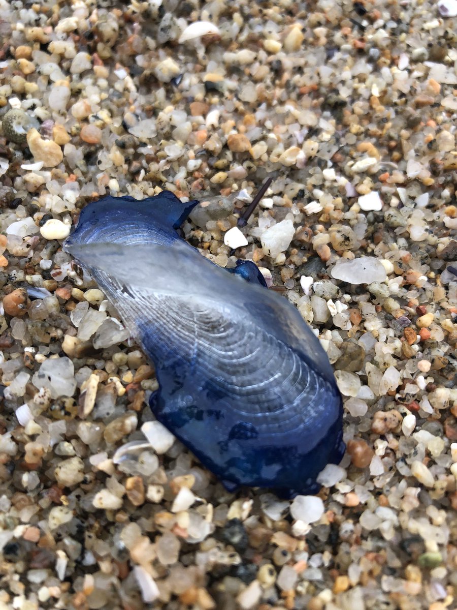 joanbusq's tweet photo. Avui a S’Agaró fotografiant les anomenades barquetes de Sant Pere (Velella velella). D'uns 7 cm de diàmetre floten lliurement menades pel vent i els corrents. L’any 2018 hi va haver una invasió massiva a les platges de Catalunya,  fet que aquest any s’ha repetit. https://t.co/dGlnTE2wTl