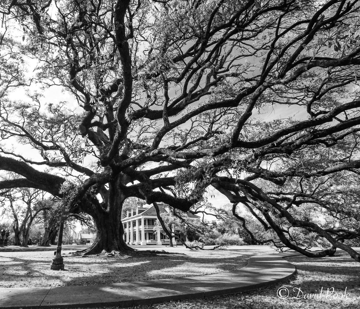BeyondtheCastDP's tweet photo. Echoes of Time: Plantation Home Beneath a Century-Old Oak

There’s something timeless about black and white photography—especially when the subject already carries a hundred years of history in its bones.
#photooftheday #landscapephotography https://t.co/lE8rlVCOBZ