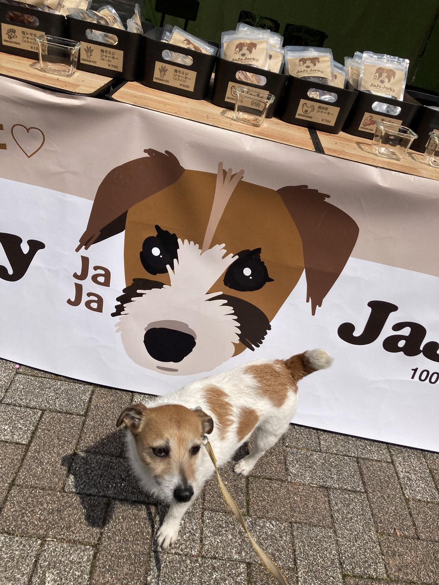 JaJaJerkyさん、😍可愛すぎ！
#ジャックラッセルテリア 
#わんわんフェス