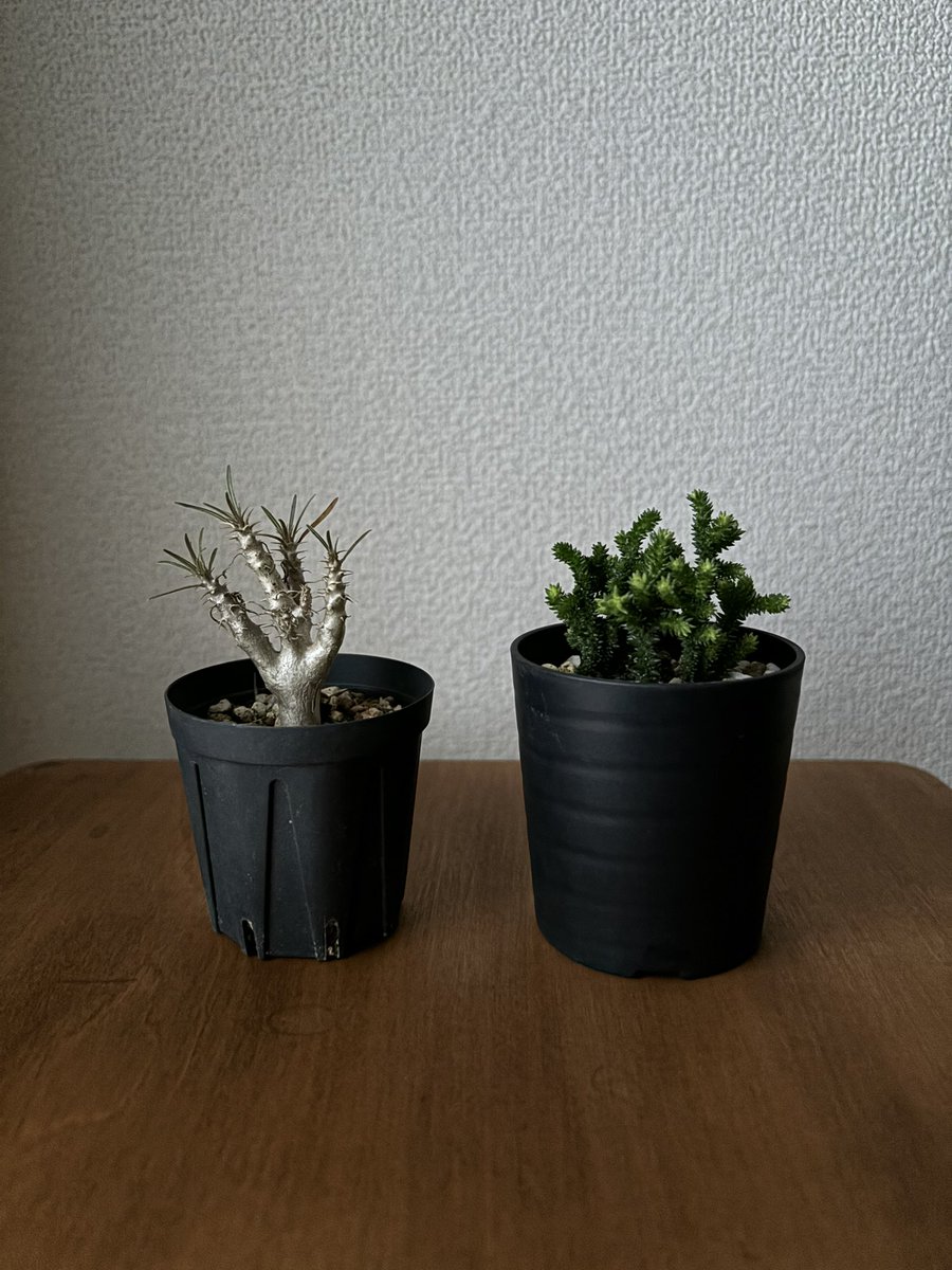 thee_zoe's tweet photo. 今週末の四国の植物イベント🪴

🪴香川　多肉もぶれvol.10
　4/13(日)10時〜15時
　こめっせ宇多津
　https://t.co/uVcLWj4Z3p

🪴高知　NABURA GREEN FESTA
　4/13(日)10時〜15時
　道の駅なぶら土佐佐賀
　https://t.co/DYvvAqPXnP

#多肉植物
#珍奇植物
#植物イベント
#香川イベント
#高知イベント https://t.co/L63hx6OnoI
