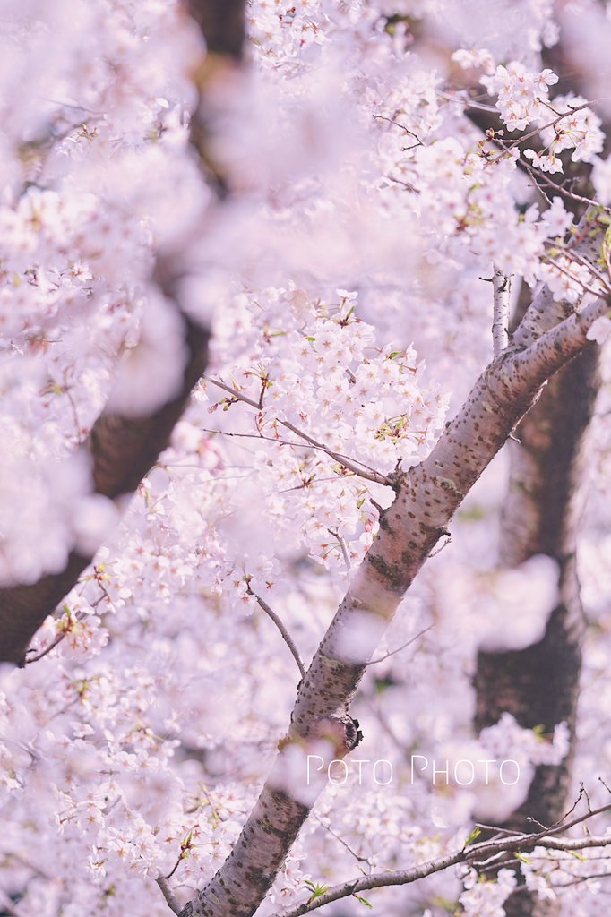 FArchitect666's tweet photo. 満開の桜が秘密の花園すぎた。
#桜2025 #キリトリセカイ https://t.co/Ly9jIk1P2G