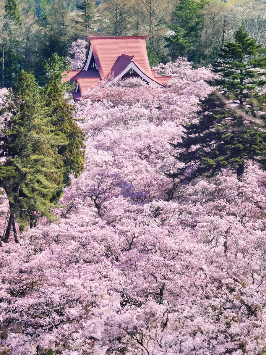 日本三大桜名所 高遠城址の桜が圧巻の美しさ
