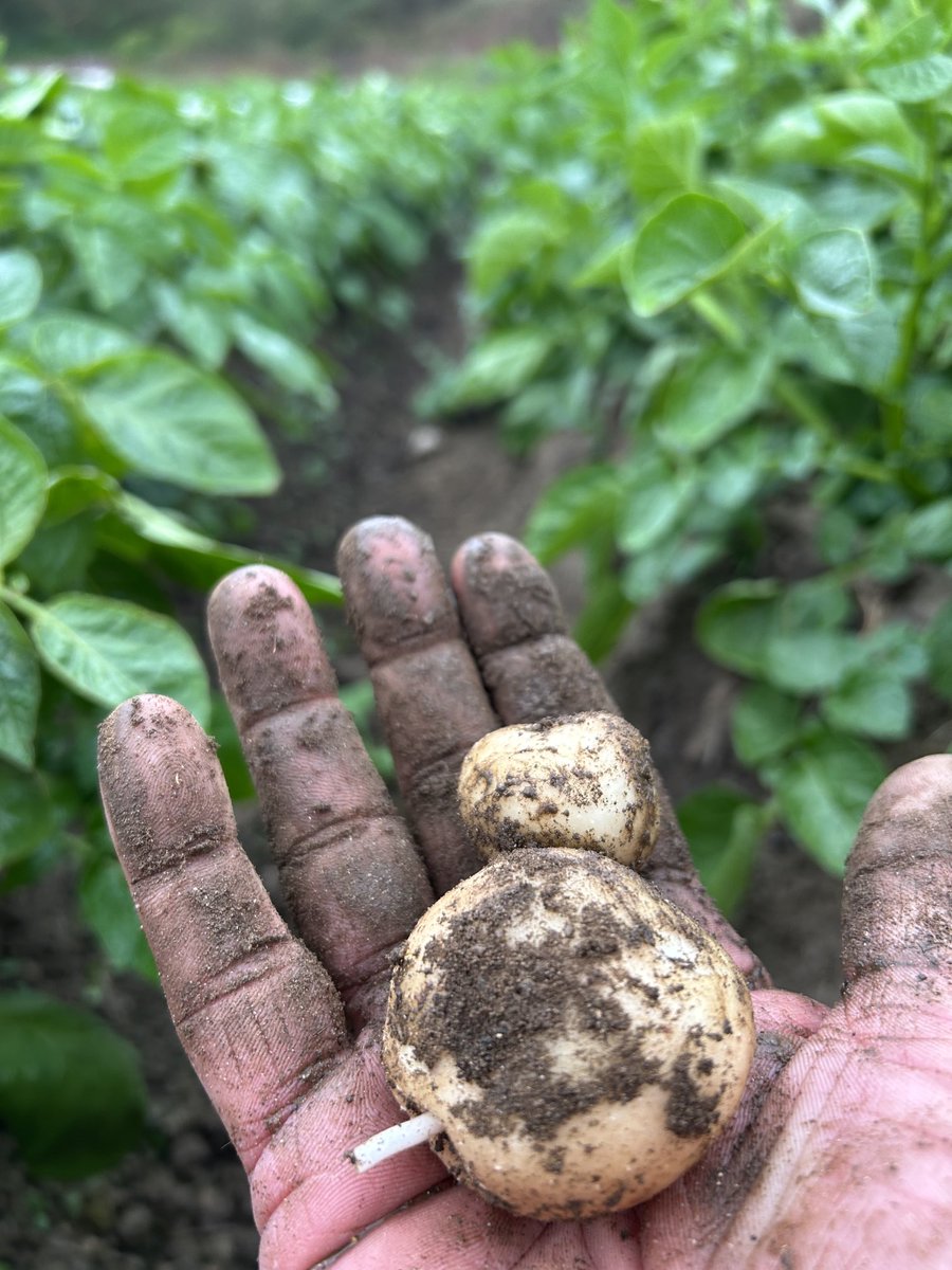 Matthew Collins ==🚜🥔🥬🌾 tweet media