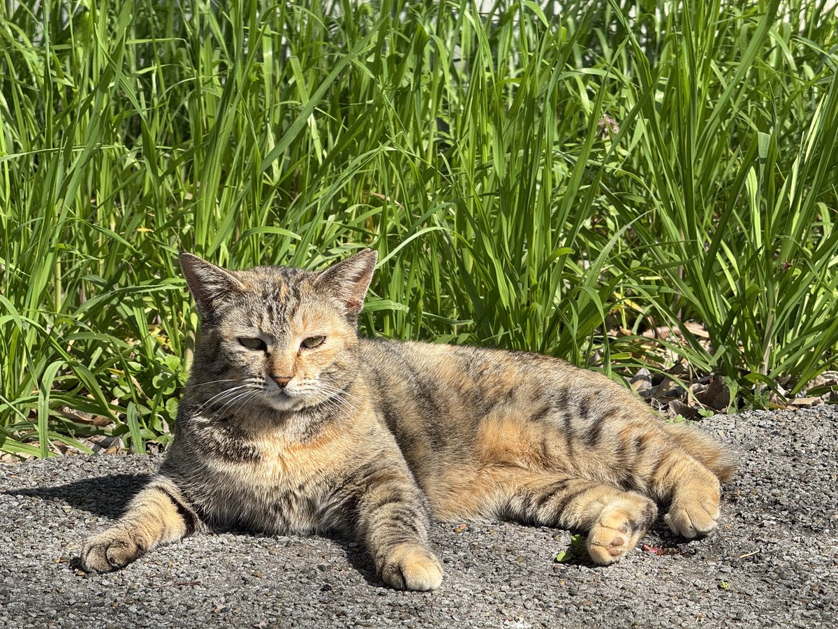 最近見かけないからどうしちゃったのかなと思ってたら
いたいた！😺
お花見にでも出かけてたのかい？😃

#猫