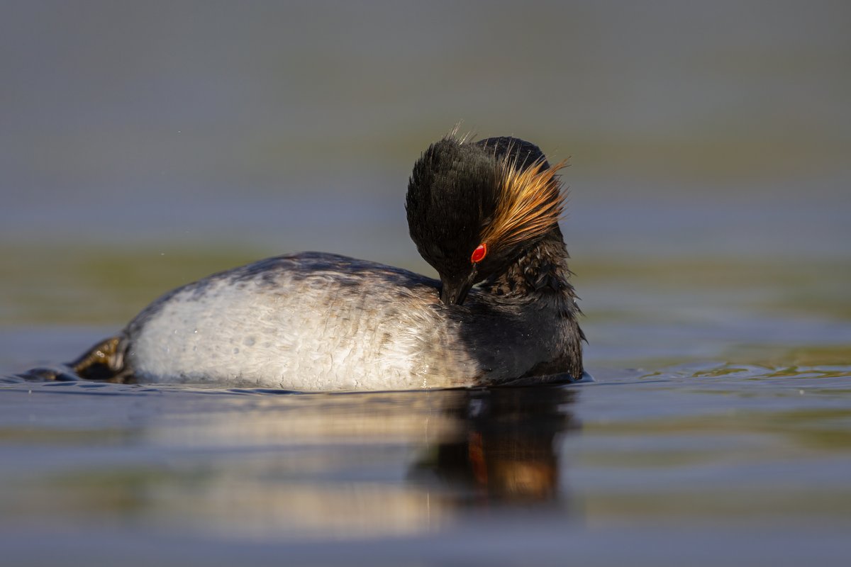 Black-necked Grebe...