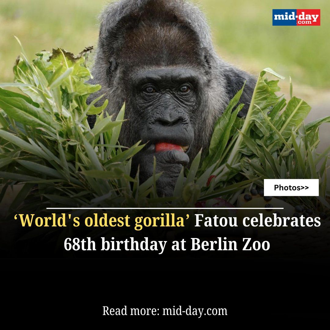 mid_day's tweet photo. Gorilla lady Fatou, who is known to be the world's oldest living female gorilla, is celebrating her 68th birthday this weekend at the Berlin Zoo. Here are some glimpses from the start of her celebrations, and interesting facts about her life.

#wildlife #nature #lifestyle 

https://t.co/WKxg7BPW45