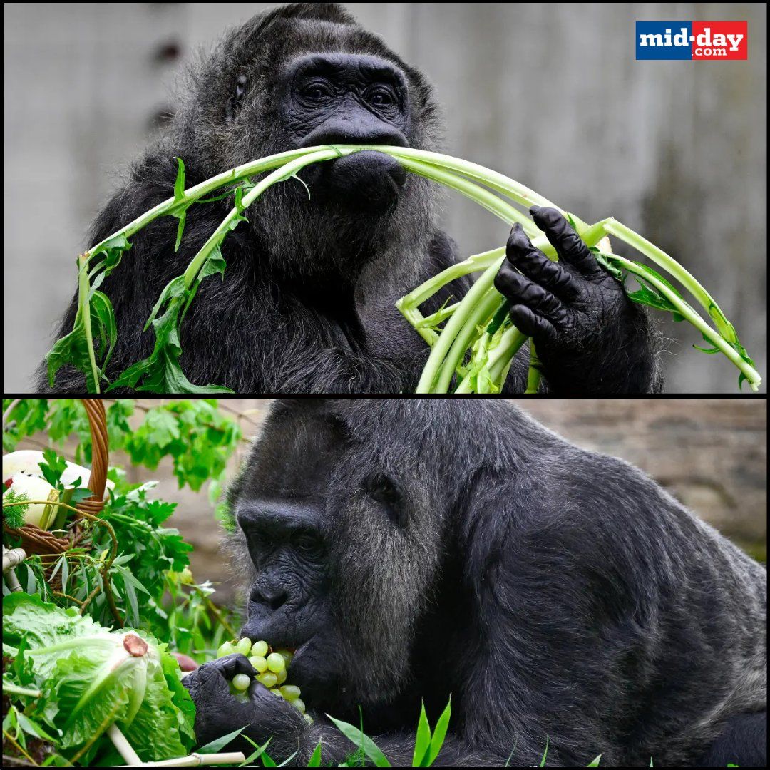 mid_day's tweet photo. Gorilla lady Fatou, who is known to be the world's oldest living female gorilla, is celebrating her 68th birthday this weekend at the Berlin Zoo. Here are some glimpses from the start of her celebrations, and interesting facts about her life.

#wildlife #nature #lifestyle 

https://t.co/WKxg7BPW45