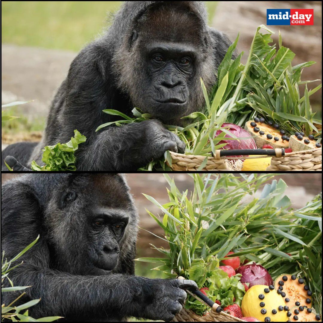 mid_day's tweet photo. Gorilla lady Fatou, who is known to be the world's oldest living female gorilla, is celebrating her 68th birthday this weekend at the Berlin Zoo. Here are some glimpses from the start of her celebrations, and interesting facts about her life.

#wildlife #nature #lifestyle 

https://t.co/WKxg7BPW45