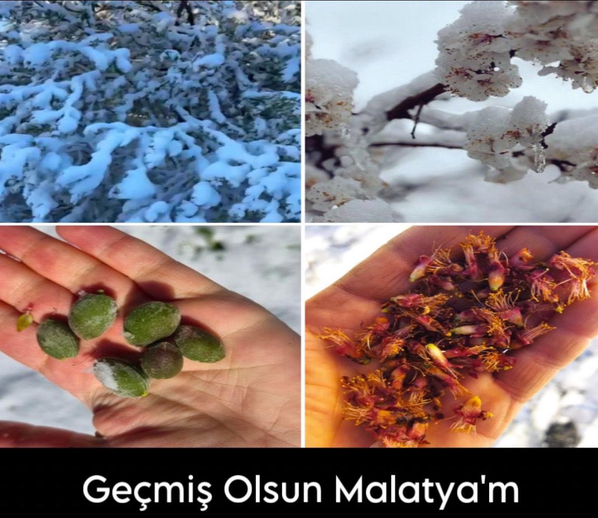 akbel_44's tweet photo. İlimizi etkisi altına alan olumsuz hava koşulları ve don afeti nedeniyle başta kayısı olmak üzere birçok tarım ürününde ciddi zararlar meydana gelmiştir. https://t.co/S1JZzgrsMw