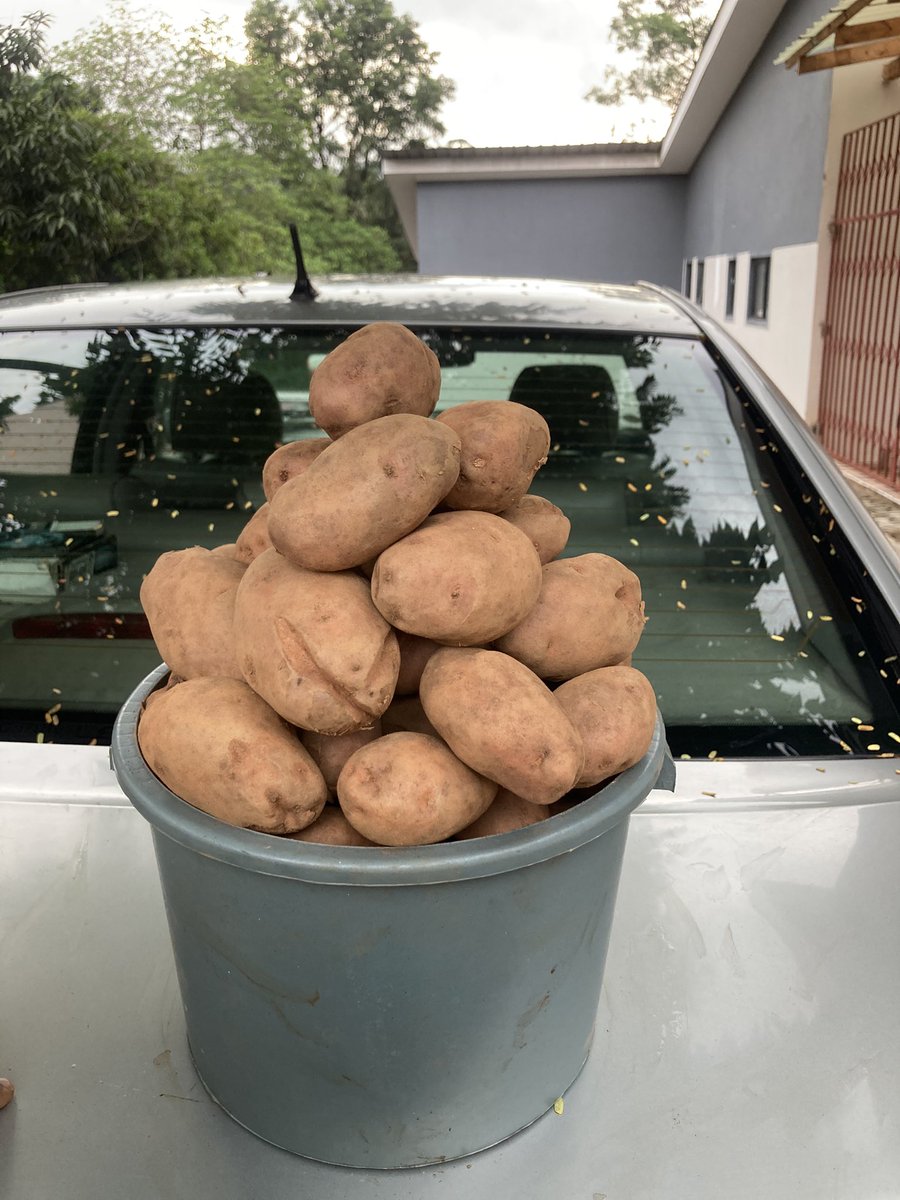 shashiton's tweet photo. Twitter fam..Yo Chef here 

Got some sausages and Irish potatoes for sell
Mk6000 for the sausages and MK10000 for the Irish potatoes 
Sizotchera mbatatesi zake kuti mulila ayi…zikulu zikulu bwino komanso sausage yake yaikulu bwino ndithu https://t.co/qHVlEeMhJi