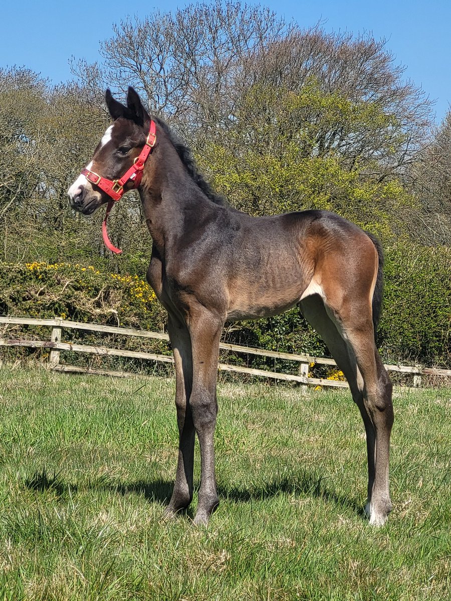 Our newest arrival at just a few days old. This beautiful boy is by <a href="/DarleyEurope/">Darley in Europe</a> <a href="/DarleyStallions/">Darley</a> Native Trail 🐎