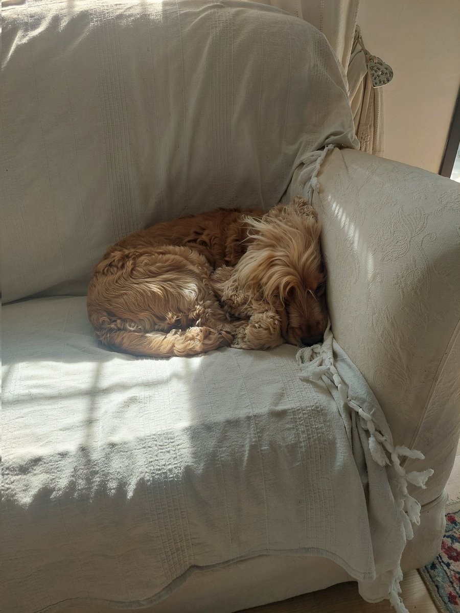 È Sabato, oggi Cooper si riposa 😂😍😂😍.
#Cooper #cocker #cockerspaniel