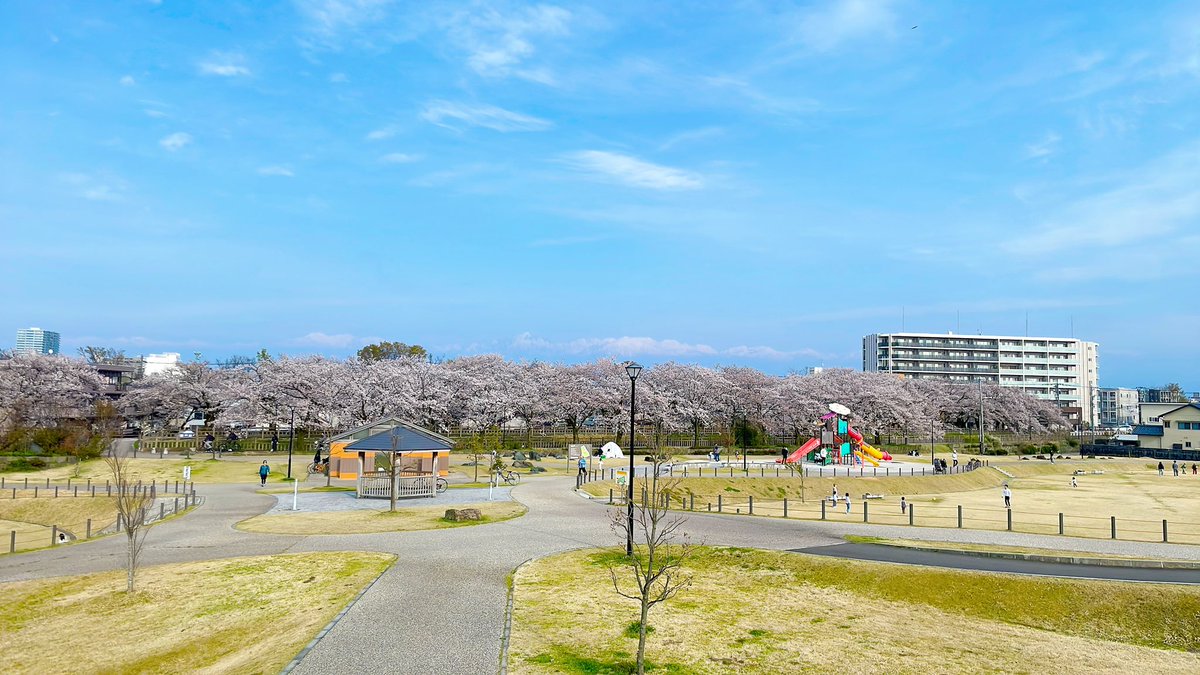syurisuto's tweet photo. お花見してきました🌸 https://t.co/ABdKJ5n0RL