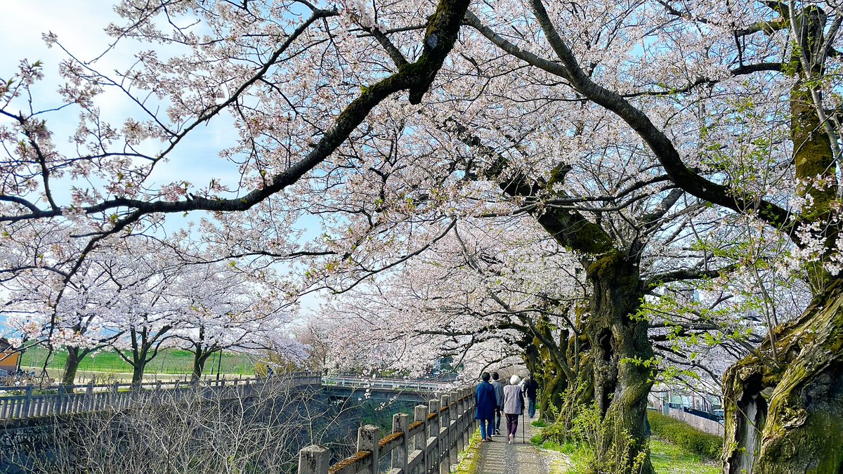 syurisuto's tweet photo. お花見してきました🌸 https://t.co/ABdKJ5n0RL