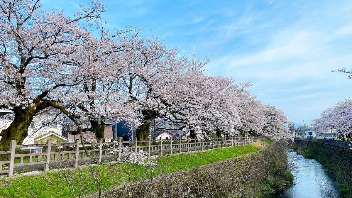 syurisuto's tweet photo. お花見してきました🌸 https://t.co/ABdKJ5n0RL