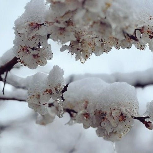 Malatya'da kayısı bahçelerini zirai don vurdu.

• Yetkililer kent genelinde zararın büyük olduğunu belirtiyor.