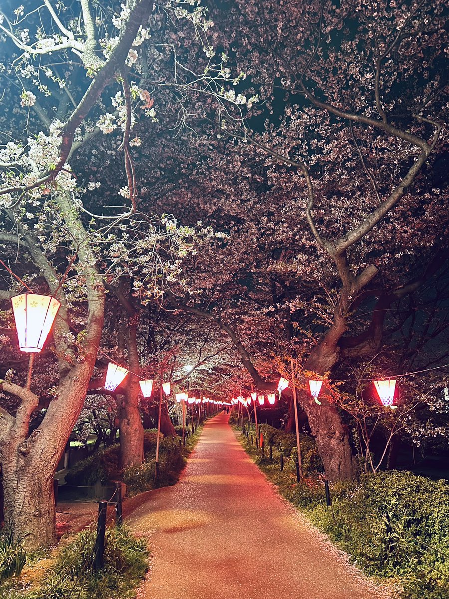 sei_gekka's tweet photo. 昨日の夜桜楽しかった！！ https://t.co/EDoiXzszpO