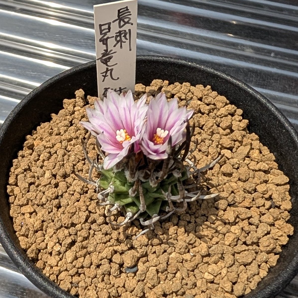 Kagayakuitadaki's tweet photo. 良い二株の花が揃った！
種できるかなぁ https://t.co/yVdQtYz6r0