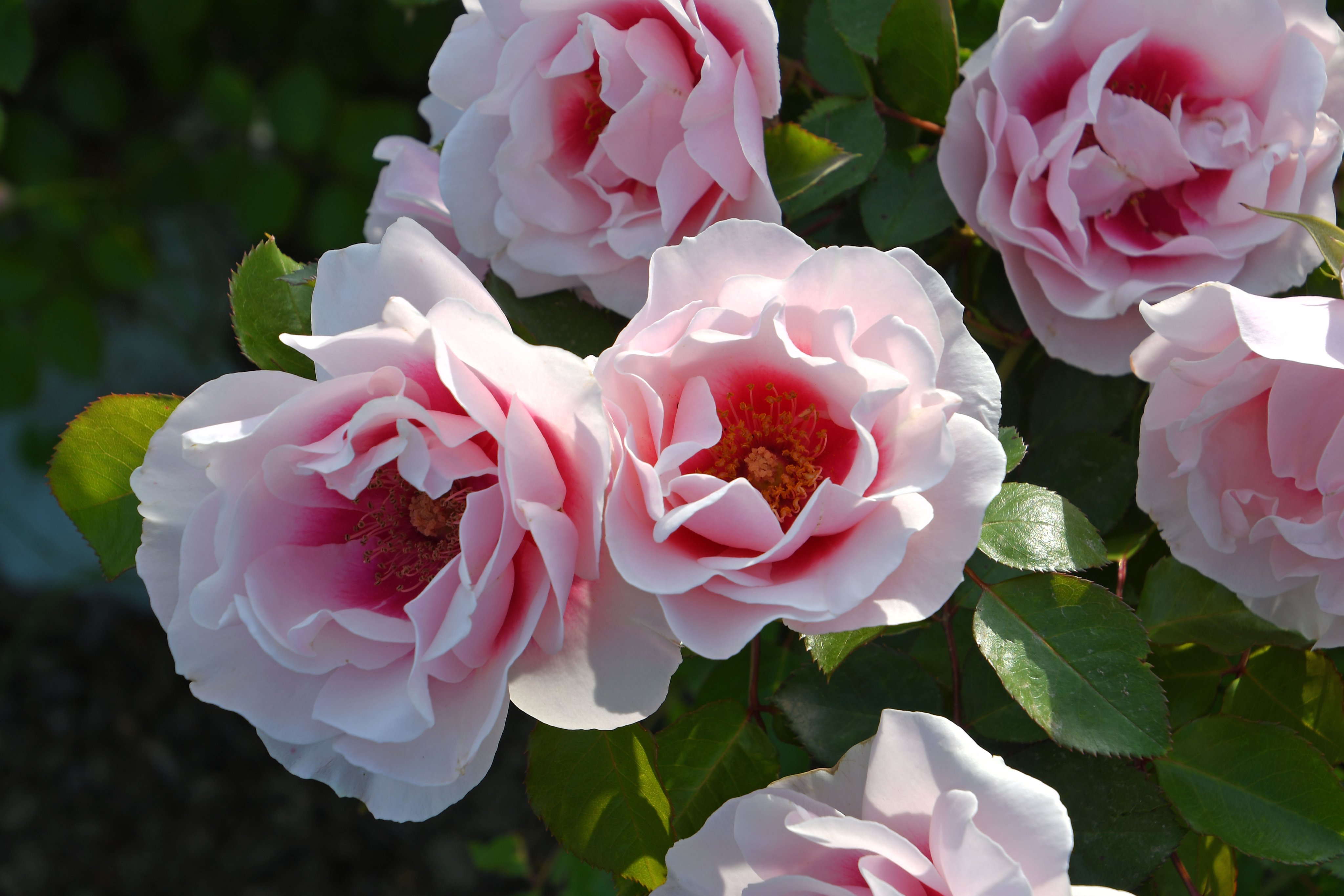 オープニング 大放出セール バラの家 公式本店  X: on Orientis Rosa 手提げ・レッスンバッグ・入園グッズ