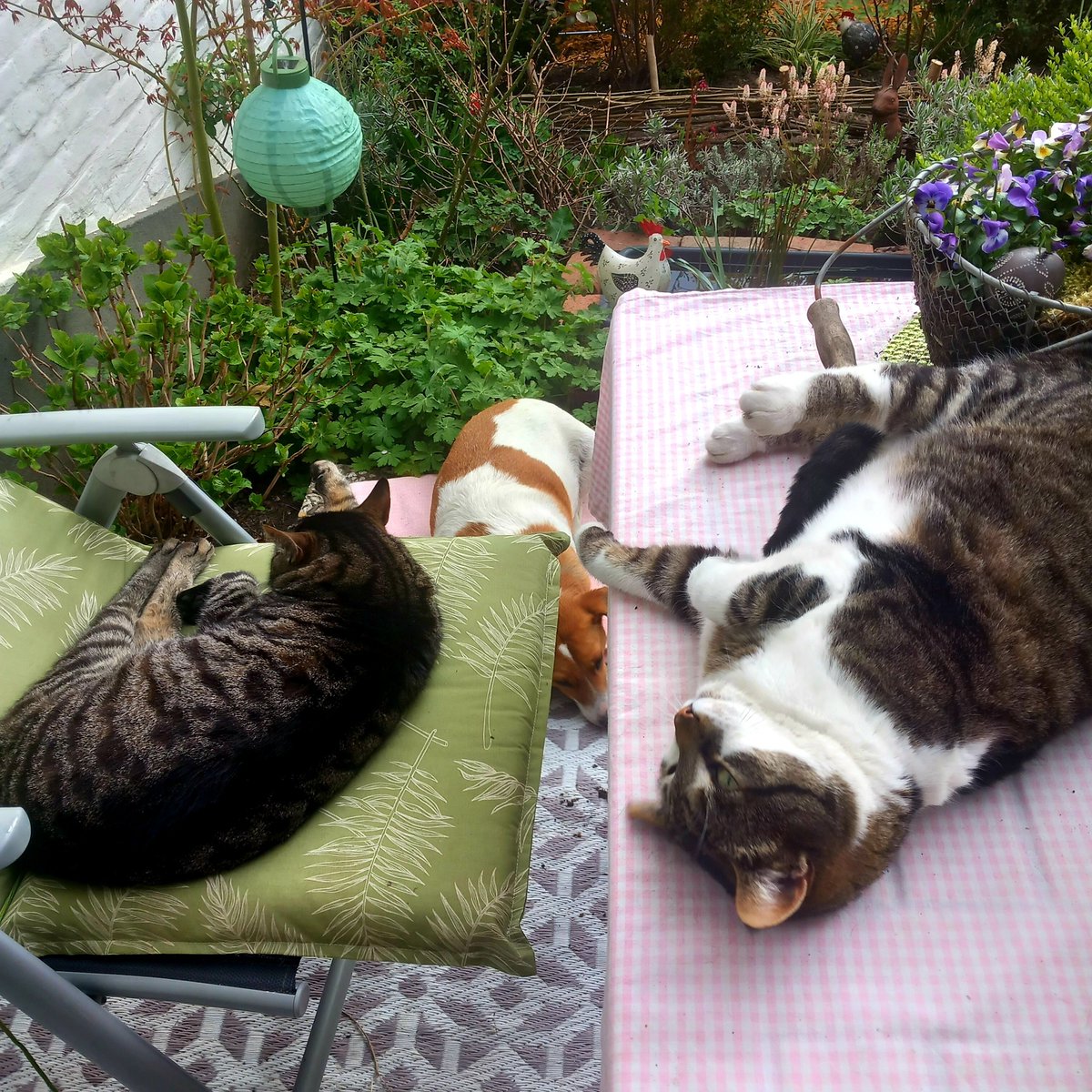 micha_konig's tweet image. This morning🥰

#catlovers #DogLovers 
#backathome #garden