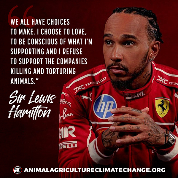 Meat-Free Plate tweet media