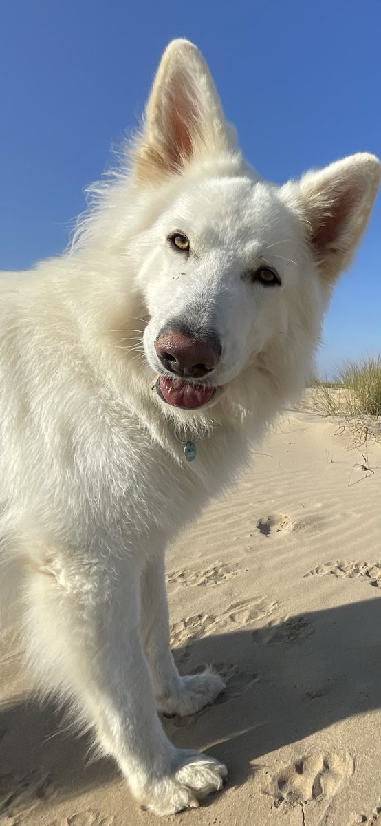 SachaSnowDogg's tweet photo. Can i get a Boop ? #dogsofX 🤍 https://t.co/XTjt2hzdIK