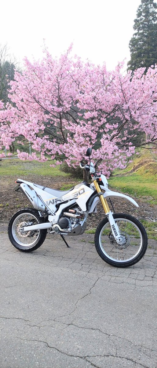 moriyasu117's tweet photo. 八重桜の下で。🌸
＃wr250r https://t.co/Ebe933lzNm