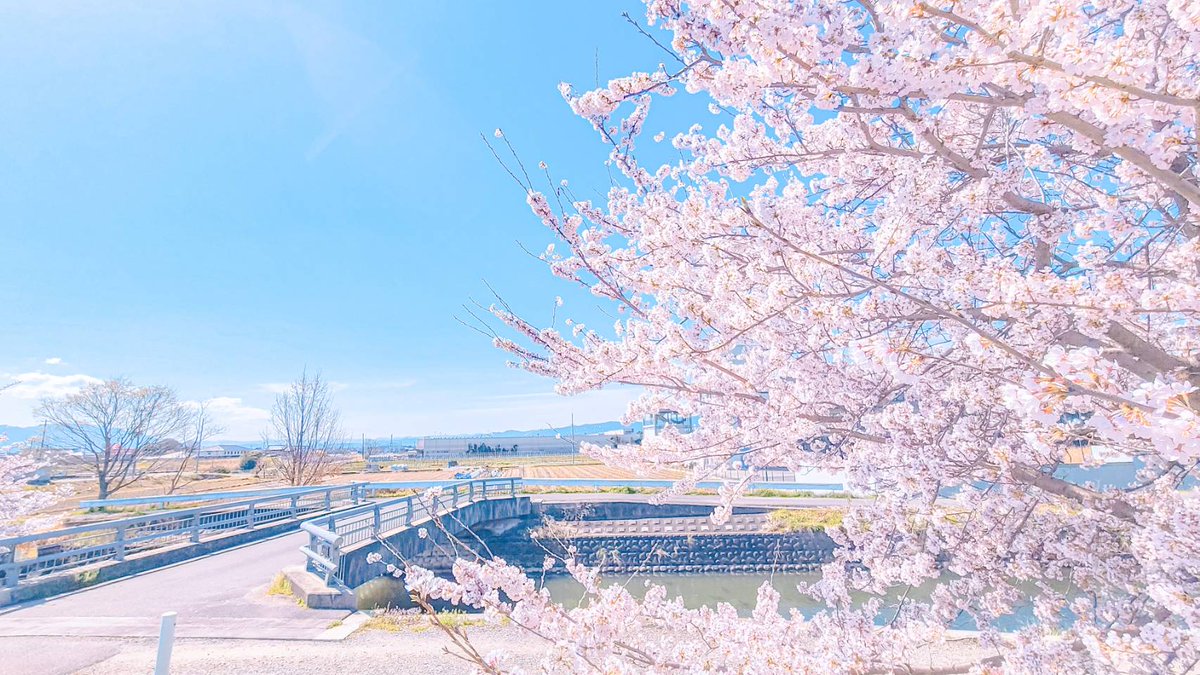 Sorani___Ao's tweet photo. 心まで晴れ渡る春が好き。 https://t.co/kYfVRWAdFR