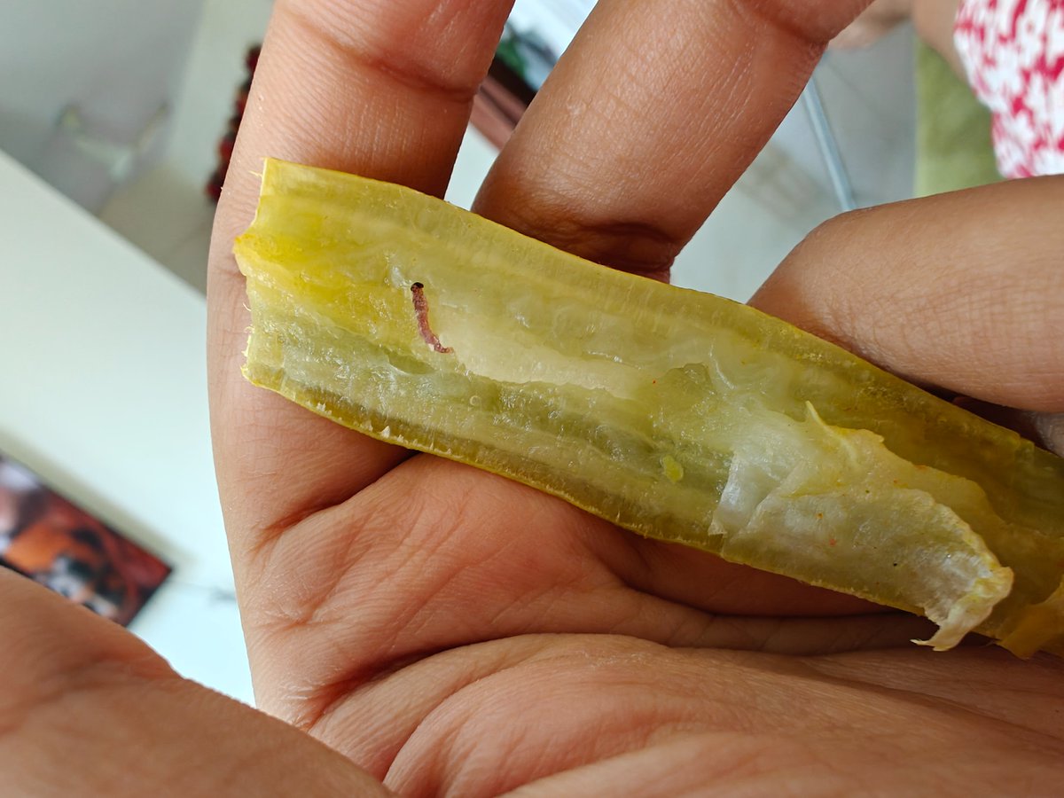 Devika002's tweet photo. Ordered vegetables from @Swiggy was shocked to find a live worm inside one of them. When I contacted customer care, all they offered was a ₹36 refund and vague,robotic replies. no real accountability Is this the standard we’ve come to expect for something as basic as safe food? https://t.co/ZiQAeDeAEb