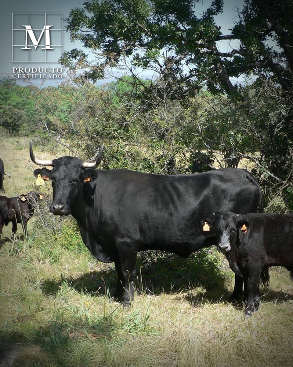 MadridCalidad's tweet photo. La @ComunidadMadrid apuesta por la #ganaderíasostenible 🐂💚
La Comunidad entregó 10 #reses de #vaca Avileña-negra ibérica del IMIDRA (@midra_i) para reforzar la #cabañaganadera
✅ Raza clave en la IGP Carne de la Sierra de Guadarrama (@CarneGuadarram)
🌱 #Ganadoextensivo = prevención de incendios + #sostenibilidad
Una historia de #sabor y #territorio que merece ser contada… ¡y degustada! 😋
https://t.co/v3c9pFt7JI
Conoce la #carne de nuestra sierra
https://t.co/Un241UoicZ
#ProductodeMadrid
#CarnedeMadrid
#Sostenibilidad
#Calidad
#Km0