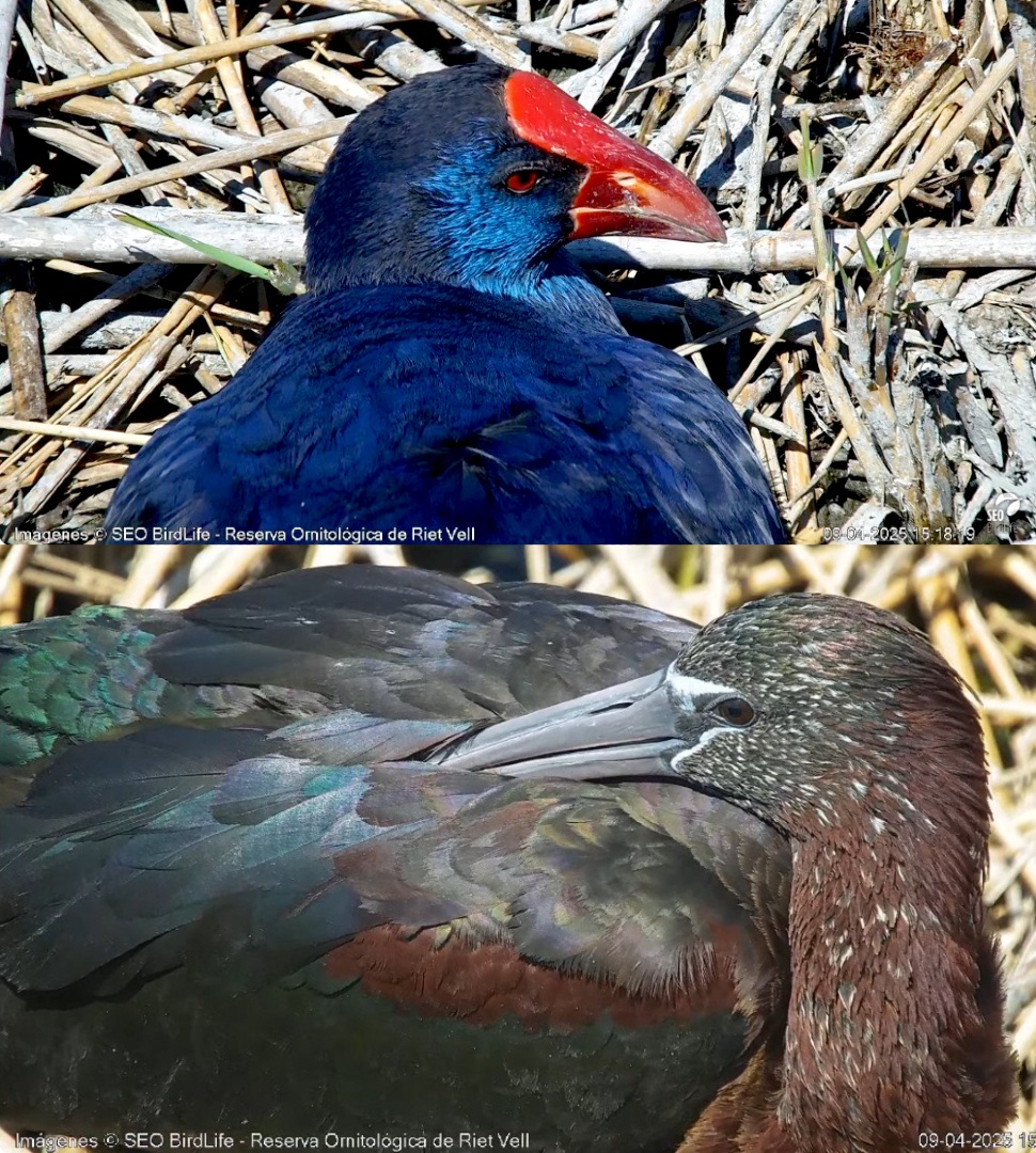 Bellezas de la Reserva Ornitológica de Riet Vell, vistas a través de la #CamarasSEO
Un #calamon y un #morito toman el sol, cerca del observatorio desde los puedes ver bien cerquita. Si no te viene bien ir, conéctate 🔴 EN DIRECTO en seo.org/camaras
#livecam #aves