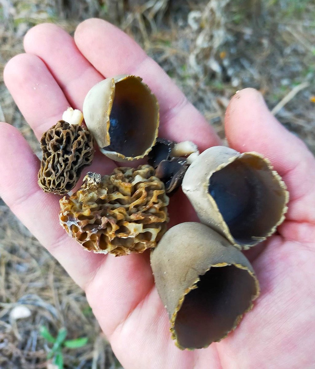 🧺🍄 Y en los pinares de #Valladolid, ¡arranca la campaña de pucheruelos! Se trata de la especie 'Helvella leucomelaena', típica de esta tierra de pinares. ¿No os resultan super curiosos?

Más información en 👉🏽micocyl.es/noticias/arran…