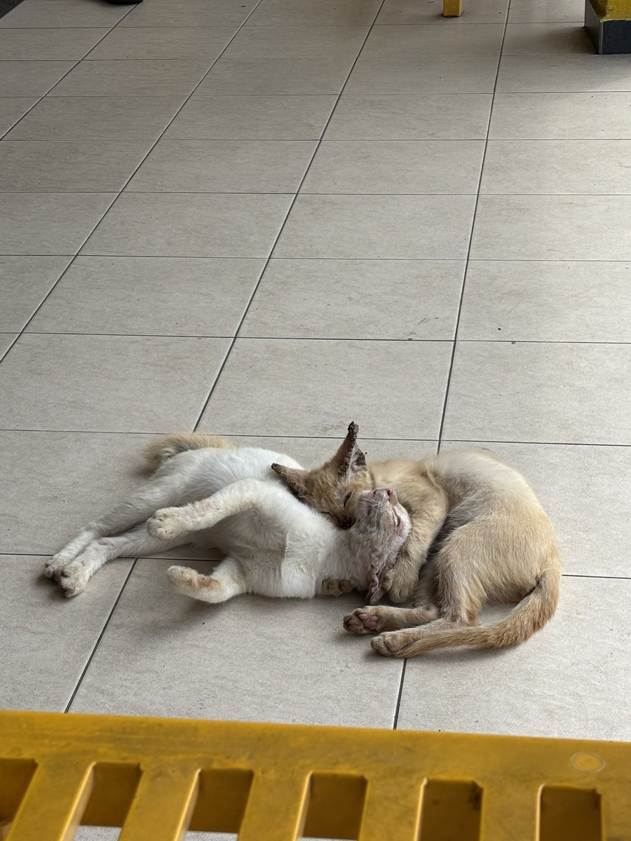 😸 : Ko ada kurap? 
😺 : Aku pun ada. 
😸 : Walau apa pun jadi kita stay sama² tau. 

Haih 🥹 even sakit still together. Korang, ada yang boleh bantu these two? 🙏🏻 Dorang rapat sangat macam siblings. Mungkin kena buang kat Dobi. 

📍 Laundry Bar, Rawang

Pls help share. 🙏🏻🙏🏻