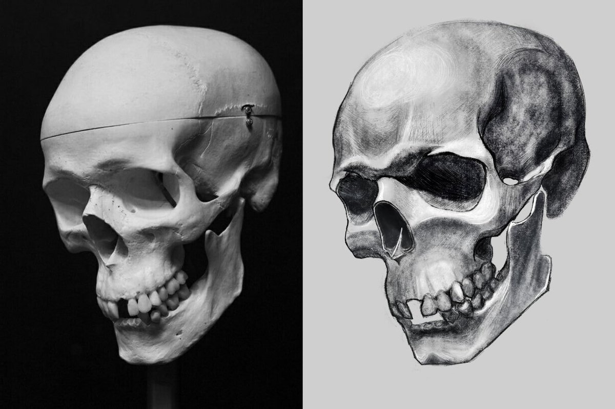 skull for studies
