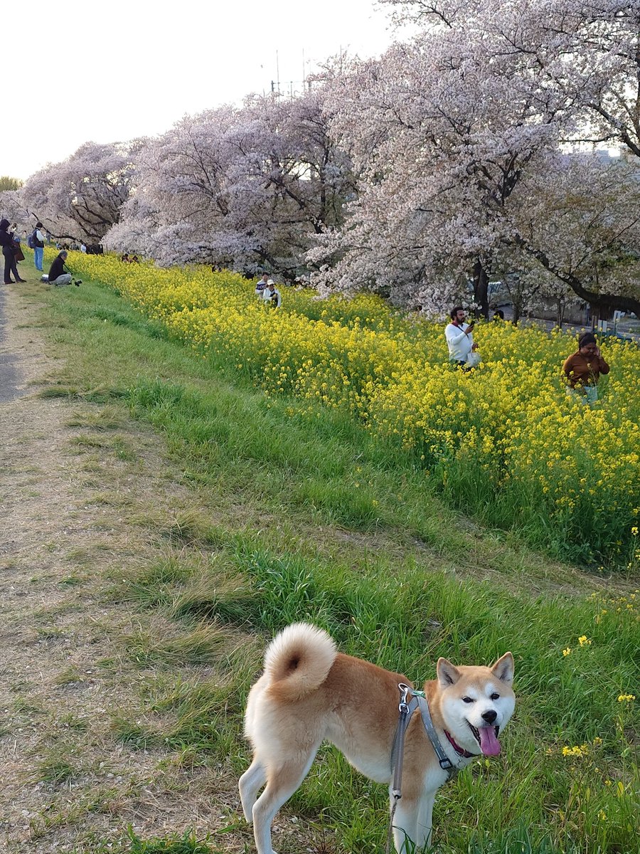 桜は今日で終わりかな。明日は雨みたいだし。今日も楽しそうでした。