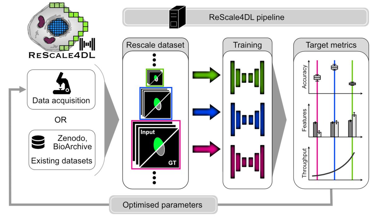 ReScale4DL: Balancing Pixel and Contextual Information for Enhanced Bioimage Segmentation
Mariana G. Ferreira, Bruno M. Saraiva, António D. Brito, Mariana G. Pinho, Ricardo Henriques, Estibaliz Gómez-de-Mariscal
 doi.org/10.1101/2025.0…