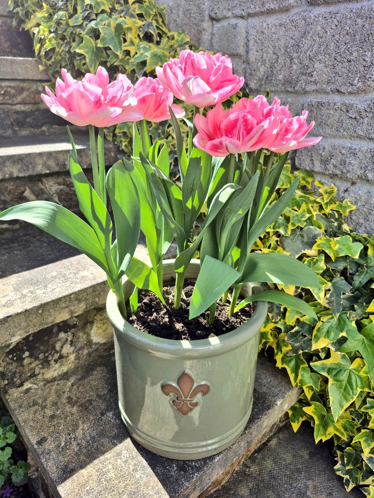Angelique tulips - my favourites! 🌷 #MyDevonGarden #GardenersWorld #GardeningX #Tulips