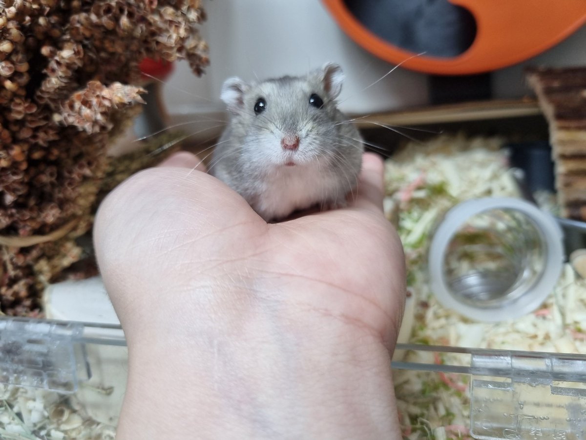 다시 봐도 귀여운 버찌군🥹🥹